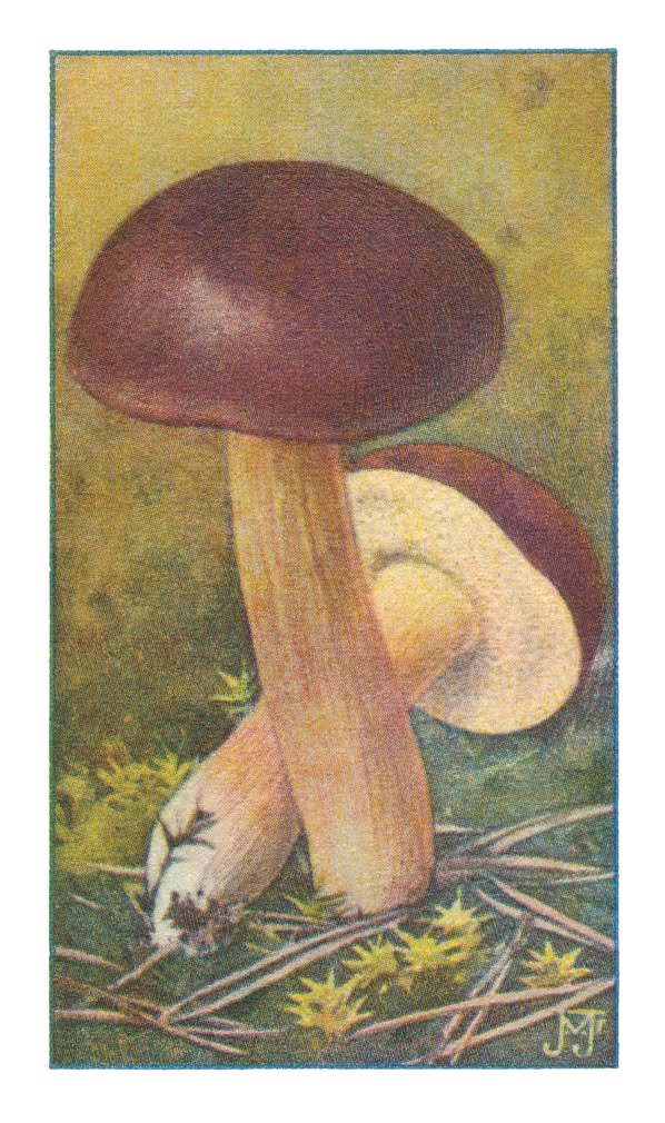 KASTANJEBOLEET