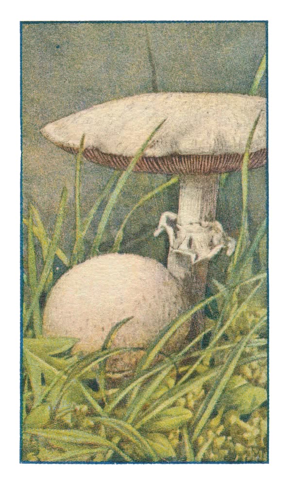 AKKERCHAMPIGNON