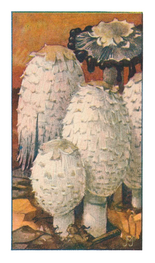GESCHUBDE INKTZWAM