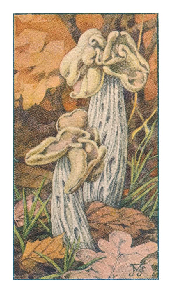 WITTE KLUIFJESZWAM