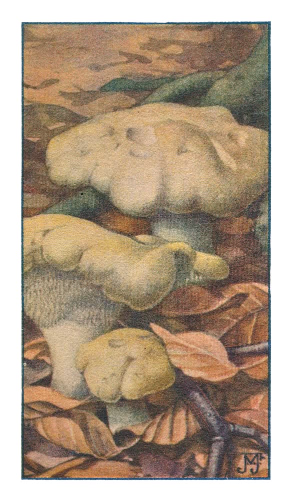 GELE OF UITGESPREIDE STEKELZWAM