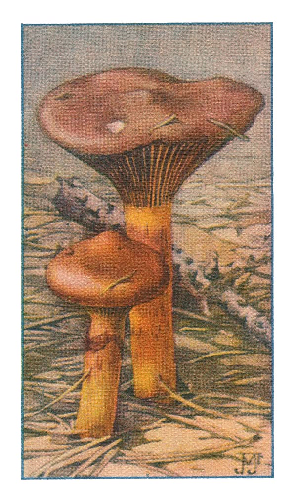 GLADDE SPIJKERZWAM