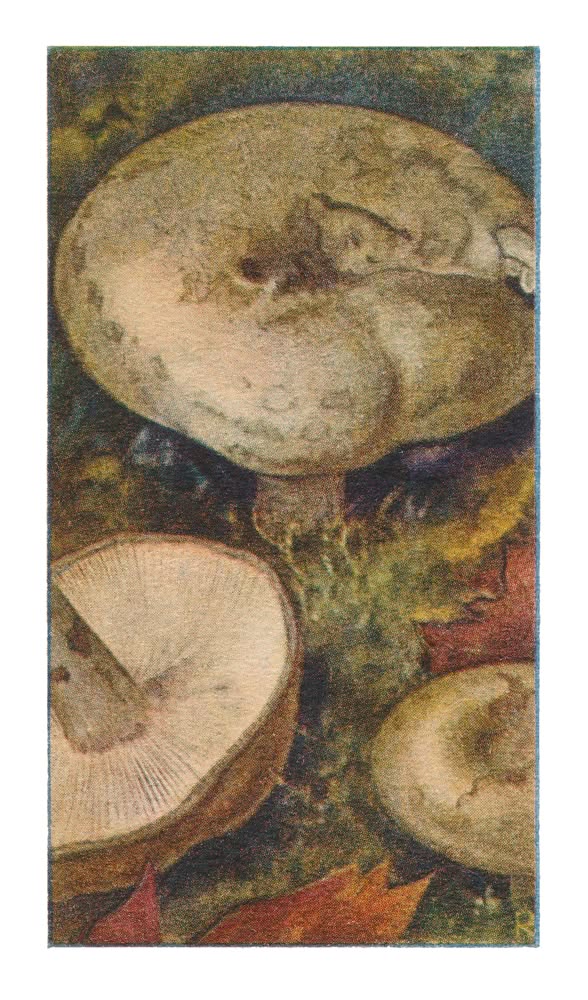GRIJSGROENE MELKZWAM †