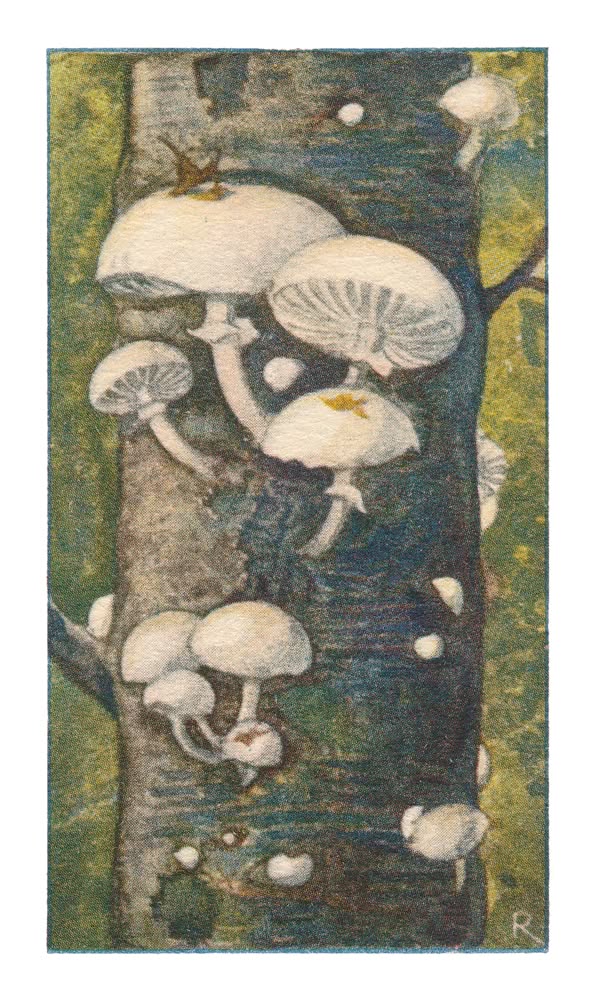 PORCELEINZWAM