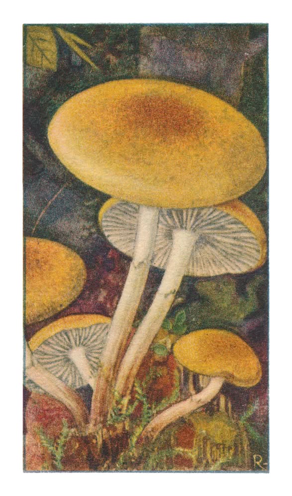BLEEK ZWAVELKOPJE