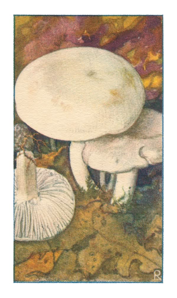 WITTE RIDDERZWAM †