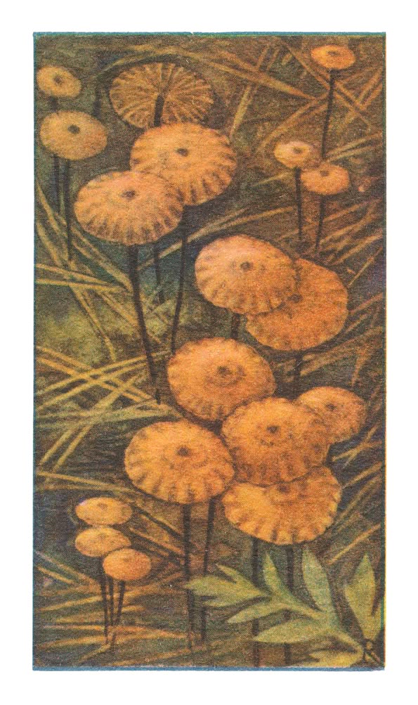SPARREN-MARASMIUS