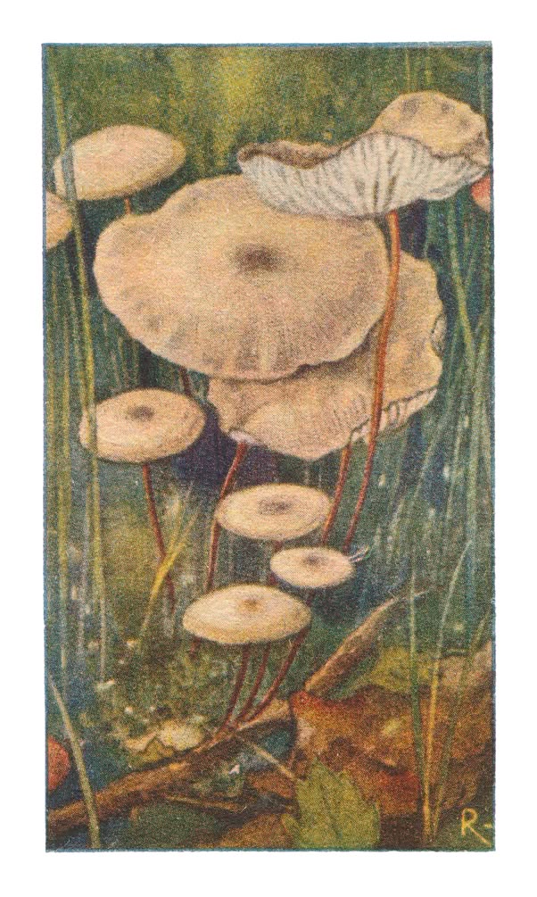 KNOFLOOK-MARASMIUS