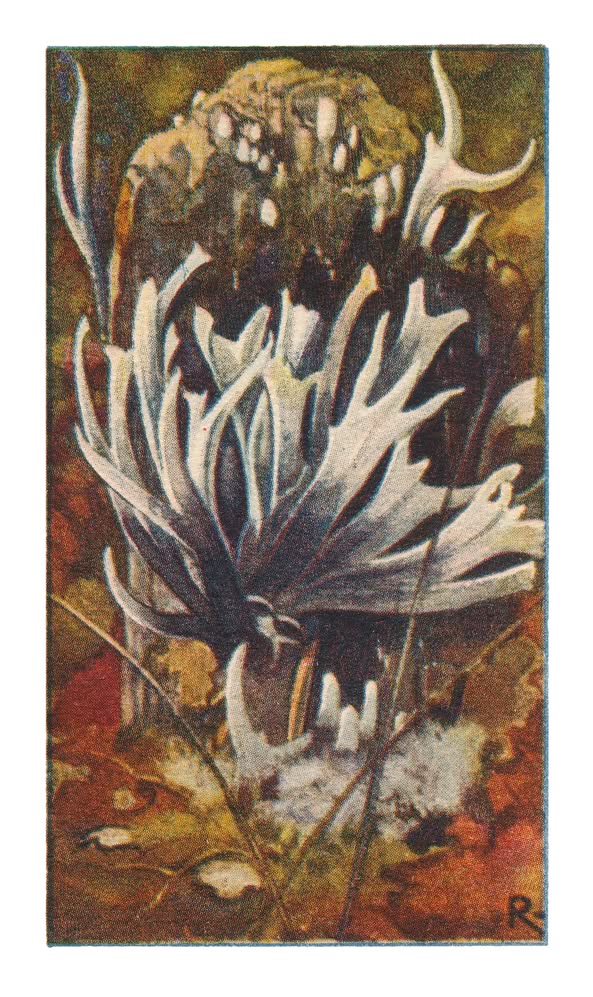GEWEIZWAM