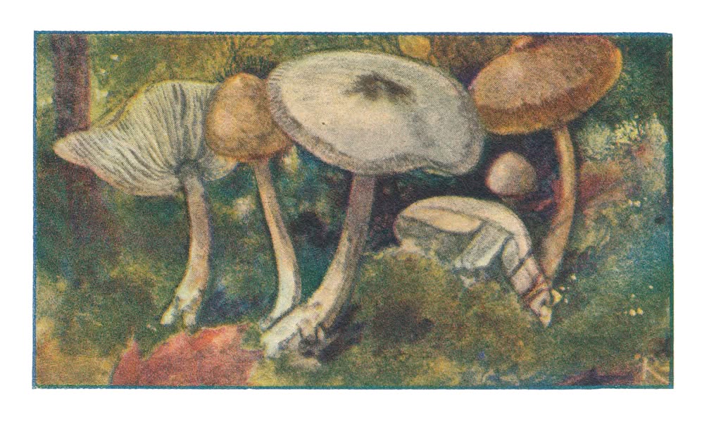 BOTER-COLLYBIA