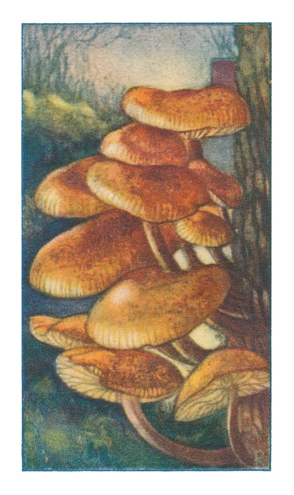 FLUWEELPOOTJE