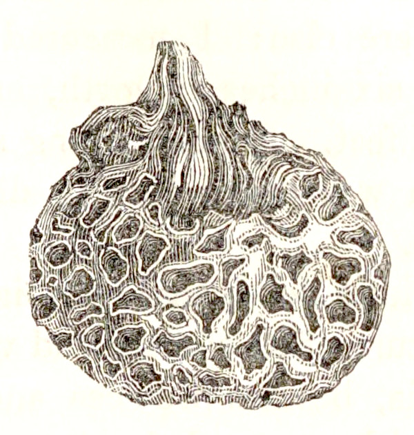 Drawing of the edible fungus.