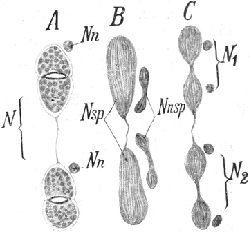 Kern von Stylonychia mytilus