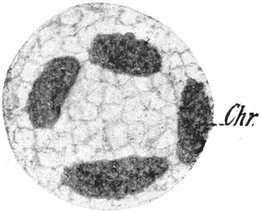 Kern von Pelomyxa binucleata