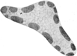 Kern von Polystomella crispa