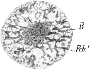 Kern von Aulacantha scolymantha