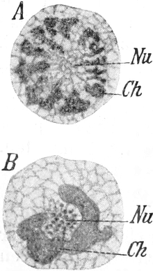 Kerne von Actinosphaerium Eichhorni