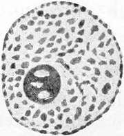 Kern von Coccidium Schubergi