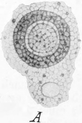 Kern von Amoeba crystalligera
