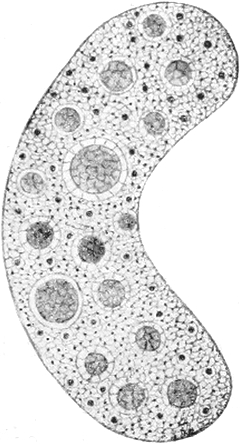 Bruchstück des Hauptkerns von   Epistylis plicatilis