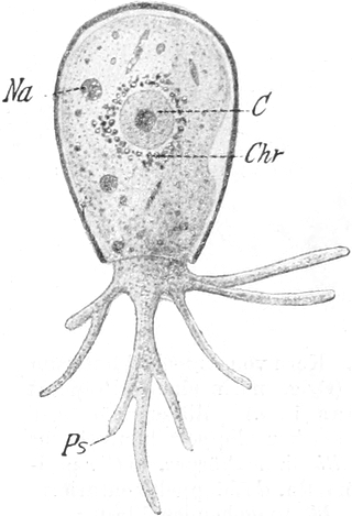 Cryptodifflugia oviformis
