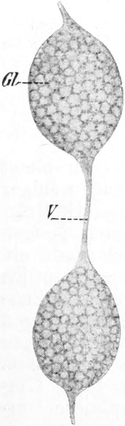 Kernglieder von Stentor coeruleus