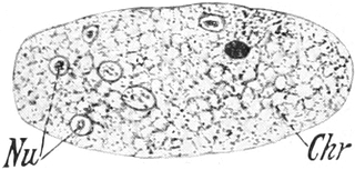 Kern von Noctiluca miliaris