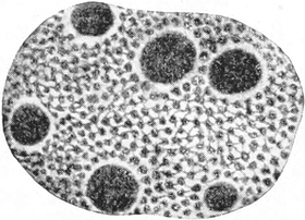 Kern von Ceratium tripos