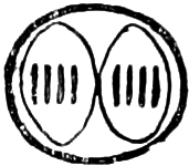 Abbildung von       Diplosporidae