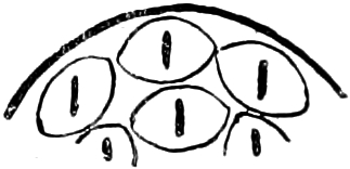 Abbildung von       Barrouxidae