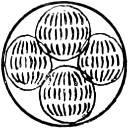 Abbildung von       Diplosporidae