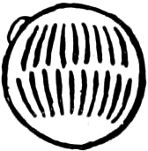 Abbildung von       Legerellidae
