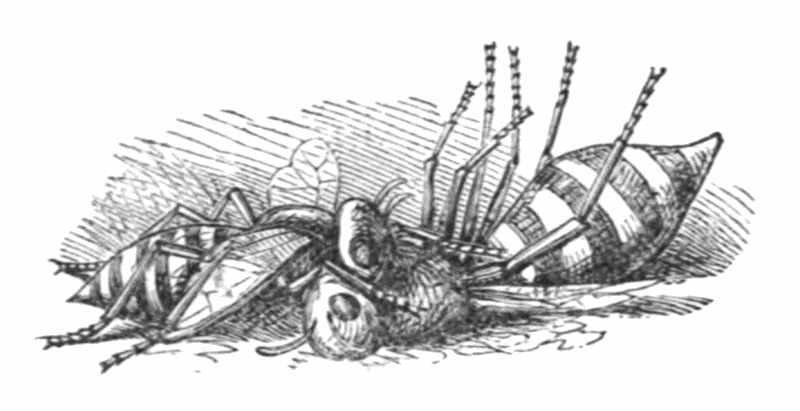 two dead wasps