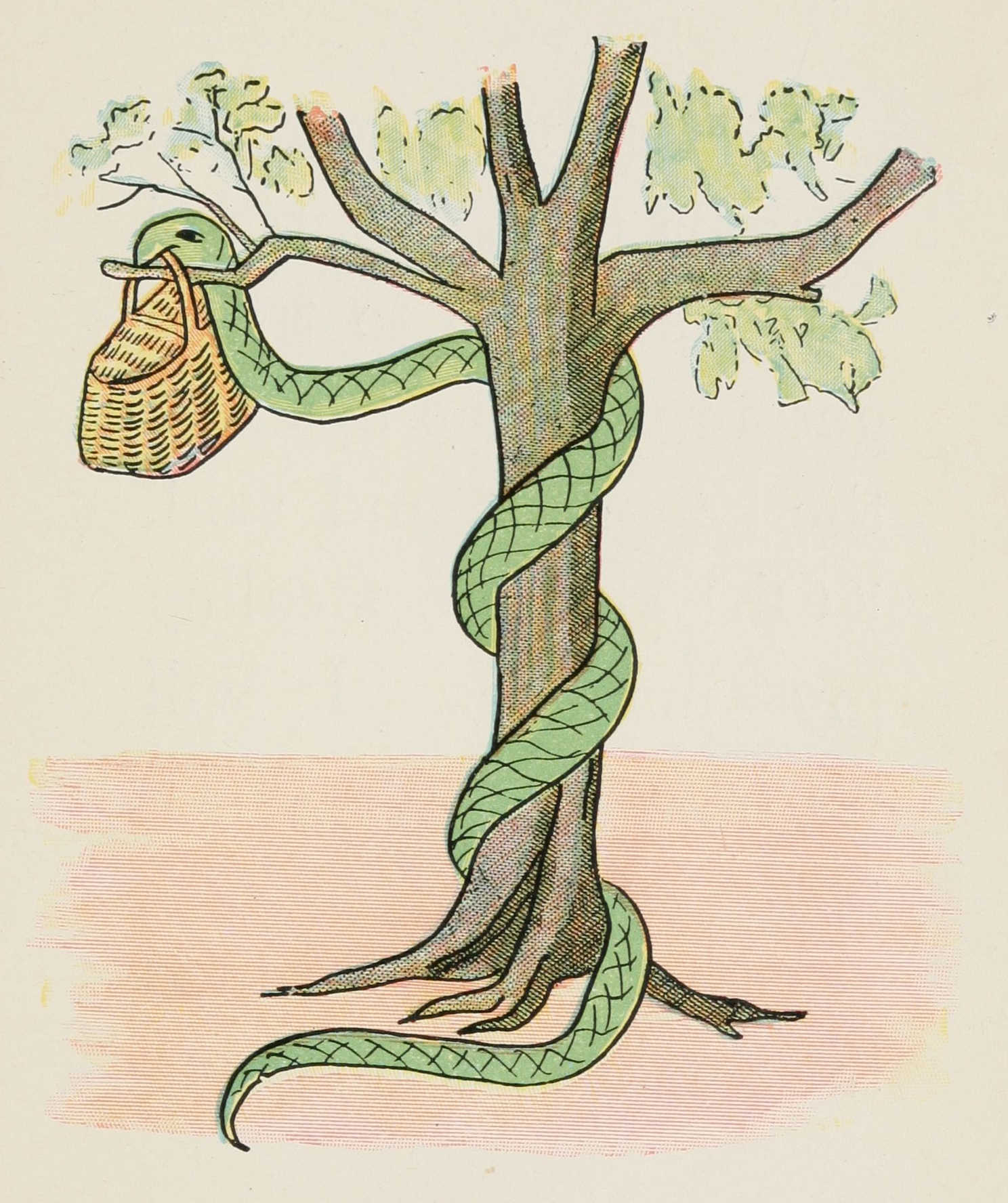 The snake hangs the basket case on a branch of one of the mango trees.