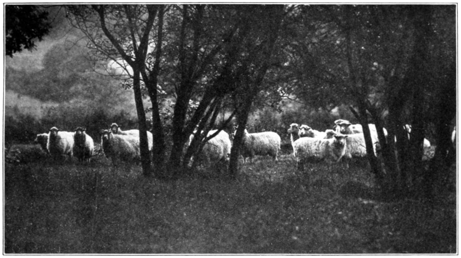 Frontispiece: a flock of sheep between trees