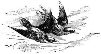 Two birds in flight over a textured ground.
