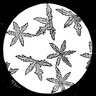 FIG. 5.--IODOFORM CRYSTALS OBTAINED WITH SNOW WATER.