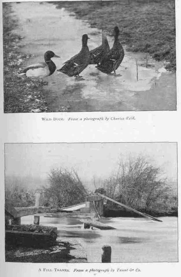 WILD DUCK. From a photograph by Charles Reid. A FULL THAMES. From a photograph by Taunt & Co.