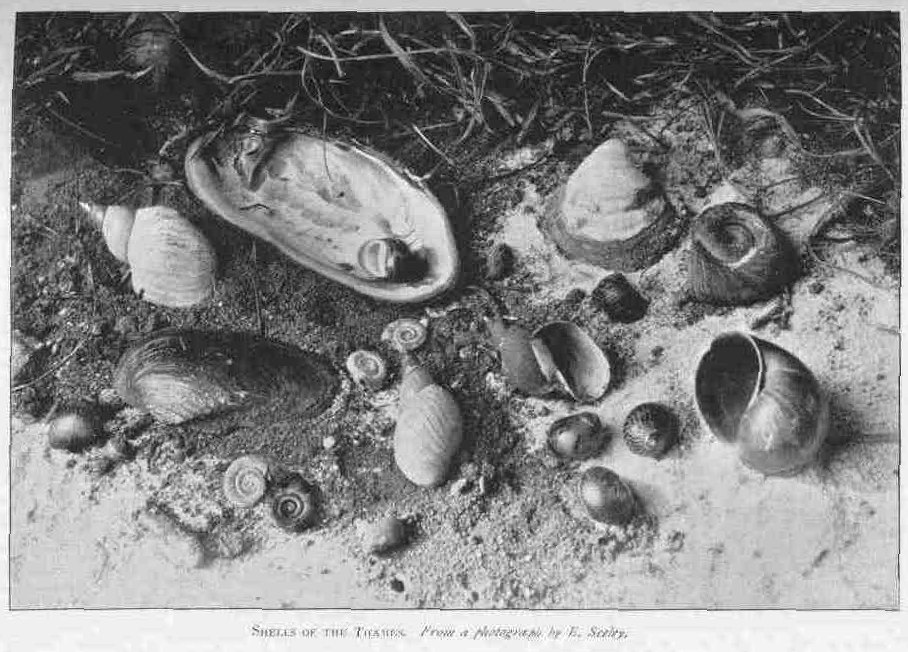 SHELLS OF THE THAMES. From a photograph by E. Seeley.