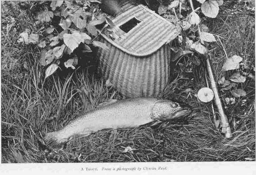 A TROUT. From a photograph by Charles Reid.