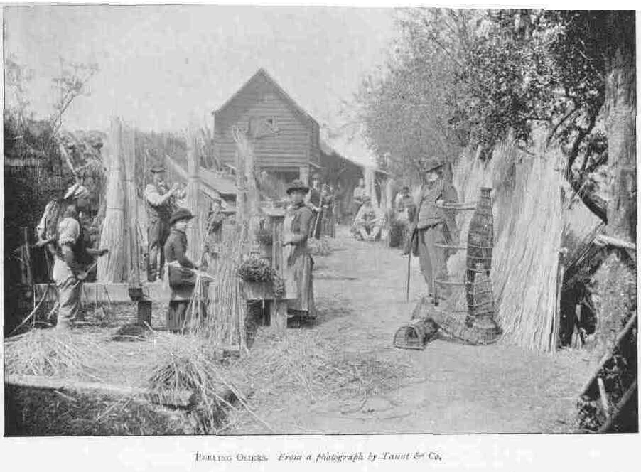 PEELING OSIERS. From a photograph by Taunt & Co.