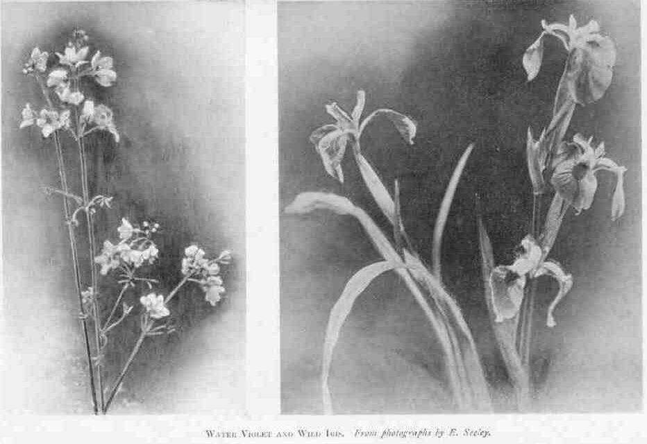 WATER VIOLET AND WILD IRIS. From photographs by E. Seeley.