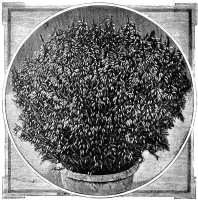 ERICA CAVENDISHIANA.