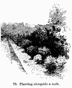 [Illustration: Fig. 73. Planting alongside a walk.]
