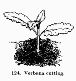[Illustration: Fig. 124. Verbena cutting.]