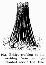 [Illustration: Fig. 162. Bridge-grafting or in-arching from saplings planted about the tree.]