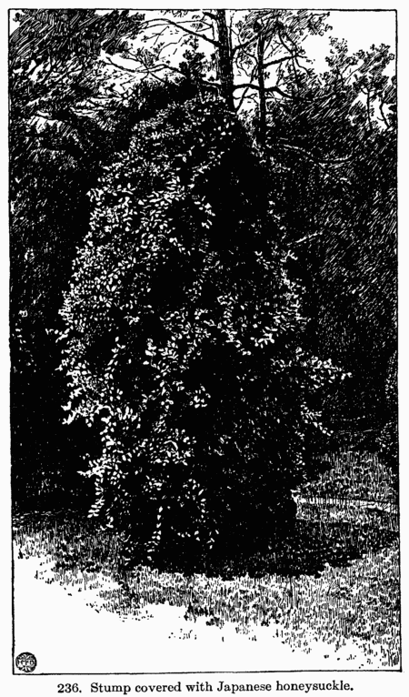 [Illustration: Fig 236. Stump covered with Japanese honeysuckle.]