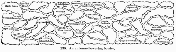 [Illustration: Fig. 239. An autumn-flowering border.]