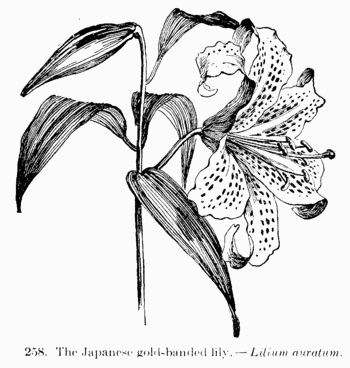 [Illustration: Fig. 258. The Japanese gold-banded lily.--_Lilium auratum_]