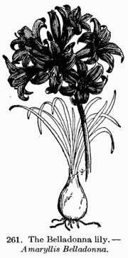 [Illustration: Fig. 261. The Belladonna lily.--_Amaryllis Belladonna_.]
